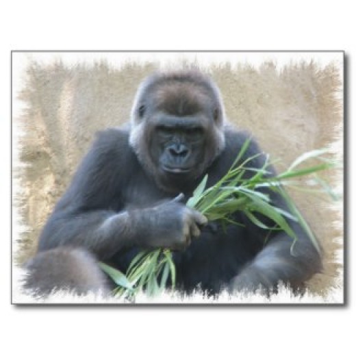 Silverback Gorilla postcard from Zazzle.com